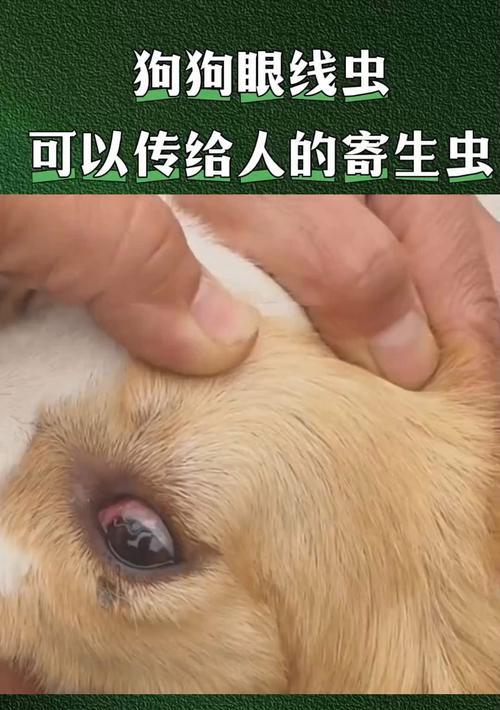 狗狗的常见寄生虫及防治方法（了解狗狗的常见寄生虫，守护它们的健康）