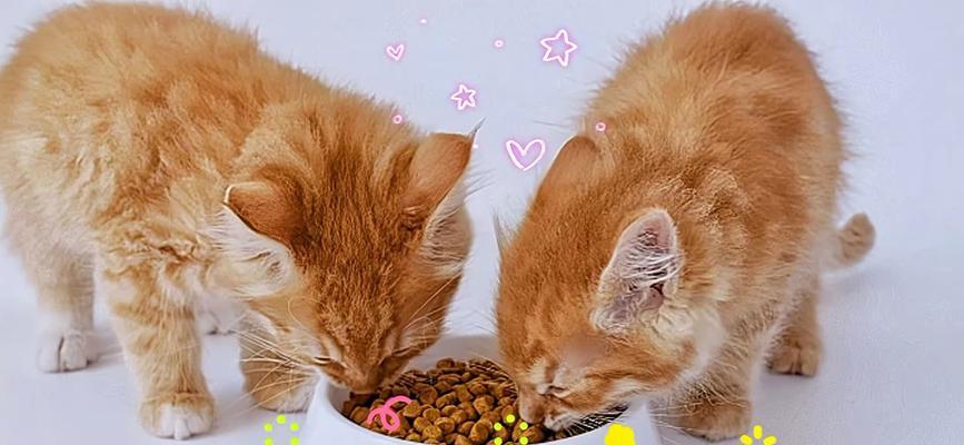 小猫怀孕时的饮食喜好及原因剖析（探寻小猫怀孕期间喜欢吃的食物以及原因）