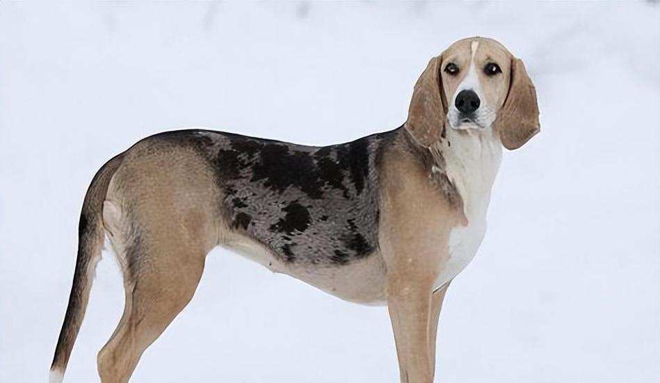 犬类缺失尾巴的原因及影响（探究犬类缺失尾巴的生理和遗传原因，以及对其行为和健康的影响）