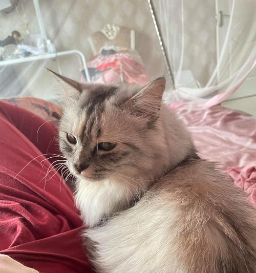 探索猫咪喜欢闻的味道（揭秘猫咪的嗅觉世界）