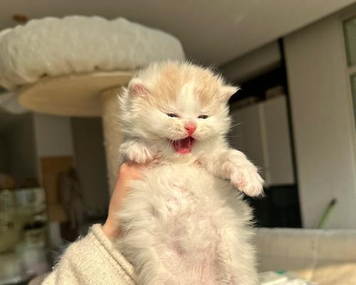 猫咪的闲逛之谜（揭秘猫咪为何喜欢到处乱窜）