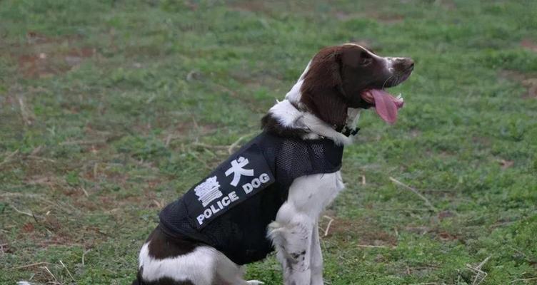 警犬的最佳品种及其特点（探索适合担任警犬职责的犬种和其训练需求）