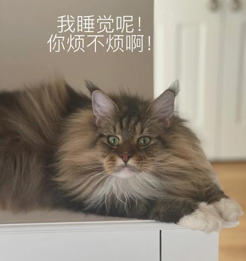 猫为什么会歪着屁股跑？（揭秘猫咪特殊跑步方式的原因与意义）