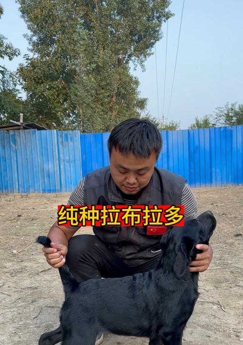三个月的拉布拉多该补什么？（养成良好习惯，健康快乐成长）