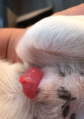 吉娃娃不吃任何食物会饿死吗？（以吉娃娃为例探讨食物对动物生命的重要性）