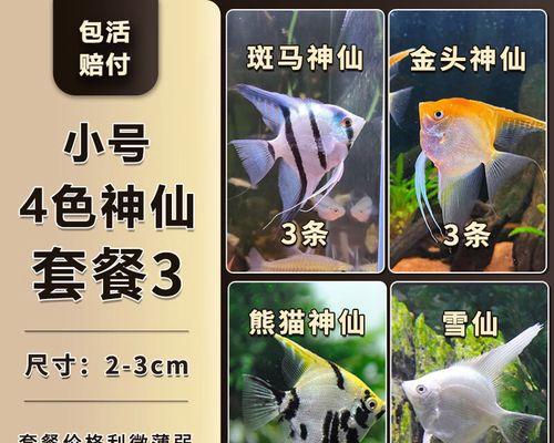 探索神秘埃及（揭开神奇与和谐的生态秘密，共享古老智慧的鱼缸乐园）