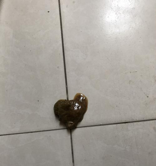为什么狗狗便便少？（探究狗狗便便少的原因及其重要性）