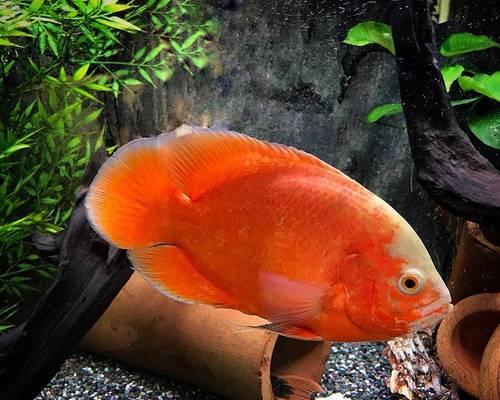 小地图鱼的主要饮食及养殖技巧（从寄居虾到浮游生物，探寻小地图鱼的美食世界）