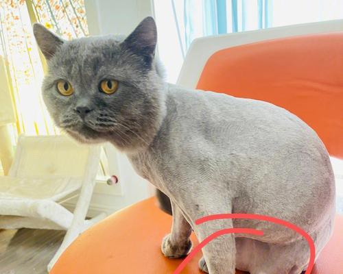 猫猫尾巴下垂的原因及处理方法（探寻猫猫尾巴下垂的意义与解决方案）