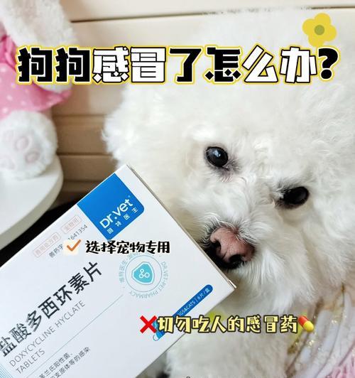 以泰迪感冒了吃什么主食？（为你的泰迪提供适合感冒的主食）