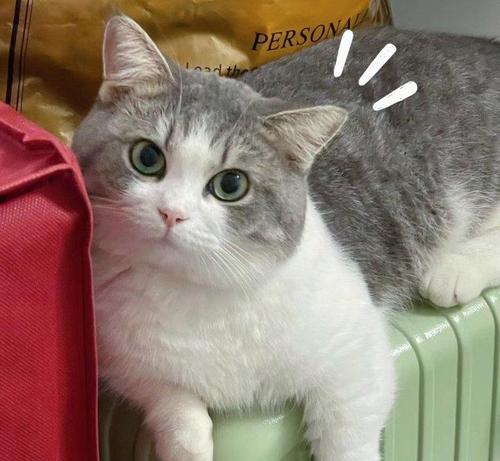 猫的饮食需求（一起了解猫咪饮食的那些事）