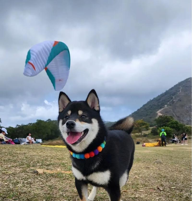 如何养护一只健康快乐的柴犬（柴犬饲养指南及关键要素）