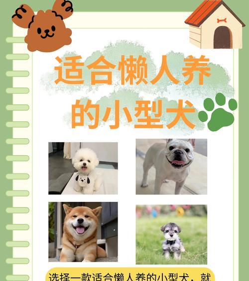 小型犬品种推荐（选择适合自己的小型犬品种，让你的宠物生活更美好）