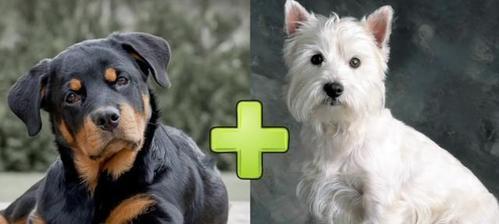 贵宾犬的配种时机选择与注意事项（贵宾犬的配种时机选择，关乎后代品质与健康）