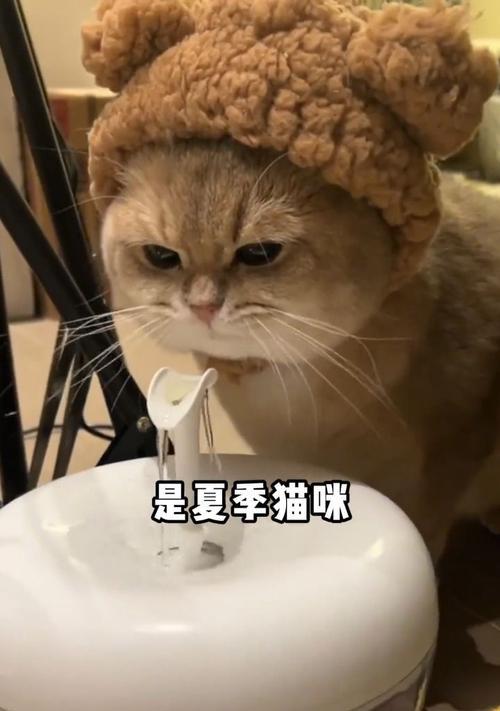 夏天猫咪饮食指南（如何正确喂养猫咪以应对夏季高温）