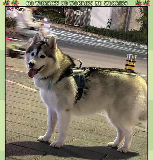 养哈士奇需要准备什么？（养哈士奇必备的物品和准备工作指南）