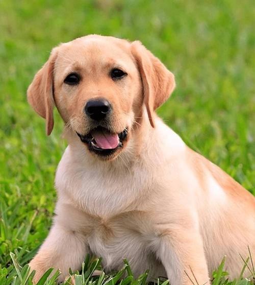选择拉布拉多犬名字的指南（15个独特而合适的拉布拉多犬名字供您选择）