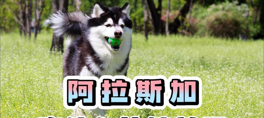 阿拉斯加养犬（为你的阿拉斯加犬提供营养均衡的饮食）