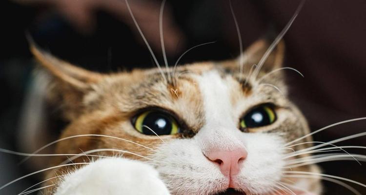 猫咪为何会躲着主人（探究猫咪躲避主人的原因及解决方法）
