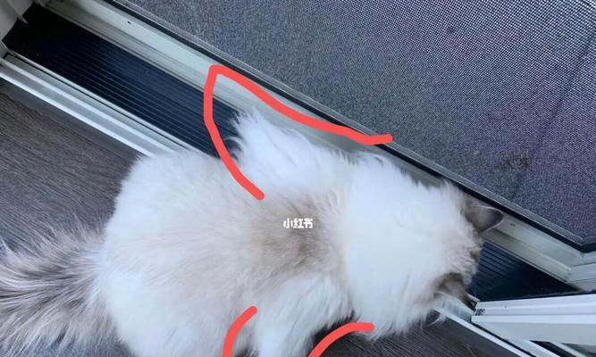 神奇小猫的羽翼奇迹（探索小猫翅膀背后的秘密与奥妙）