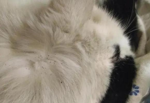 揭秘猫毛上隐藏的寄生虫（猫毛中的寄生虫种类及对人体的潜在威胁）