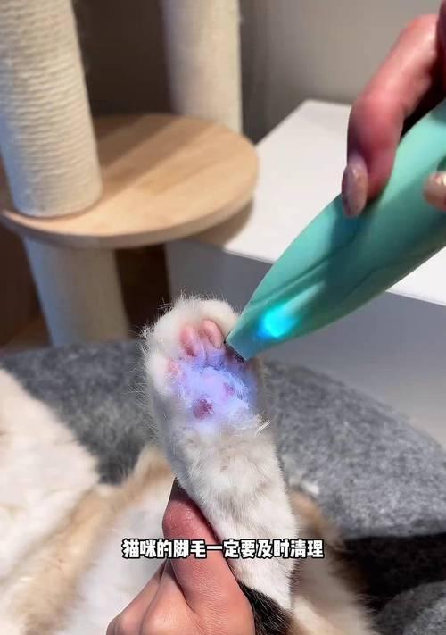 给小猫剃毛需要注意的事项（选择合适的工具与方法让剃毛过程更顺利）