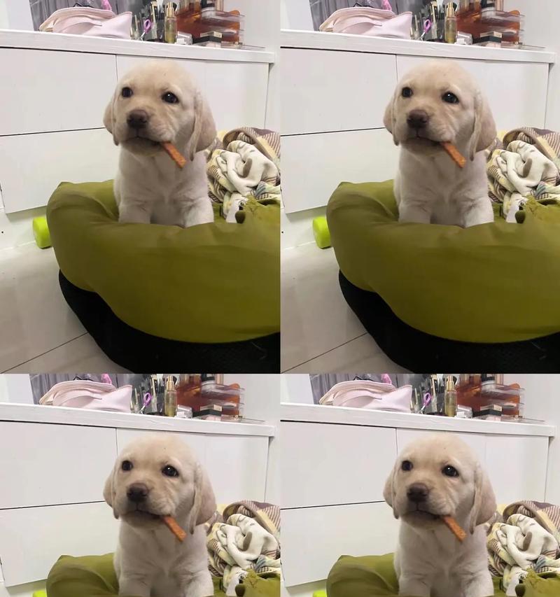 四个月拉布拉多的成长与训练（探索拉布拉多犬在四个月成长期的关键发展阶段及适应性训练方法）