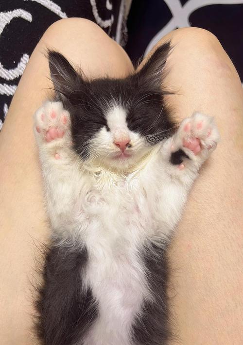 选择小奶猫养什么品种的关键因素（权衡选择的五大因素和推荐品种）
