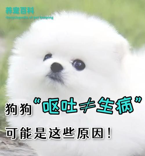 狗狗早上呕吐的原因及处理方法（早餐时间过早、胃部问题和脱水是造成狗狗早上呕吐的常见原因）