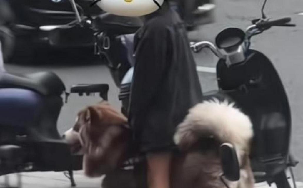 狗狗为何喜欢骑狗？（探究狗狗喜欢骑狗的原因及行为解读）