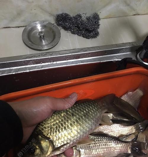 草鱼尾边变灰黑的原因与解决办法（草鱼养殖中出现尾边变灰黑的问题及其应对策略）