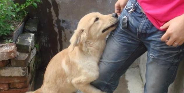 为什么狗会咬我腿？（了解狗咬人行为的原因和解决方法）