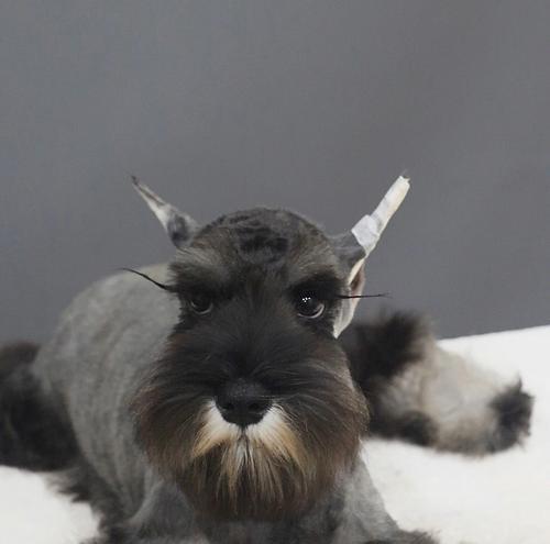 雪瑞纳犬中的珍贵色彩（以什么颜色的雪瑞纳犬最有价值？）