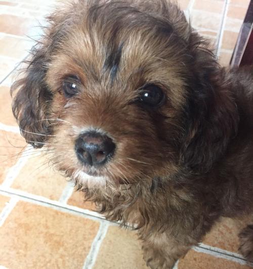 幼犬肠胃痉挛的原因及治疗方法（了解幼犬肠胃痉挛的主要症状和饮食调理方法）