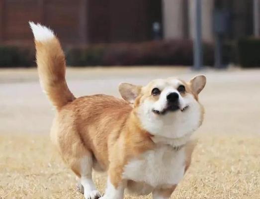 狗为什么老是尾巴朝下？（解读狗尾巴朝下的行为背后的原因）