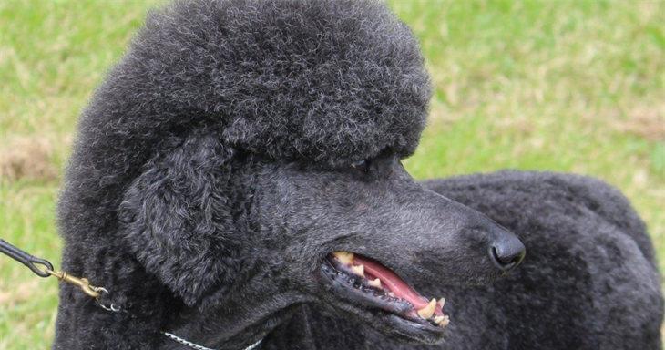 以巨贵是什么体型的犬种？（探索巨贵犬种的身材特征和历史背景）