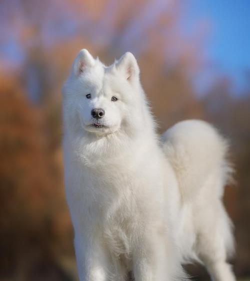 狐狸之神秘伙伴（探索狐狸般的魅力与特点，了解真正的「狐狸犬」）