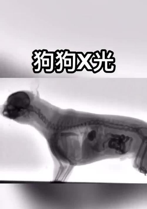 狗为何朝向特定方向大便？（探究狗在排便时选择特定方向的原因）