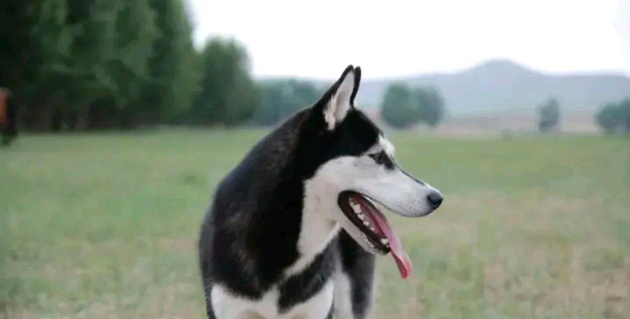 大型犬中最温顺的犬种是什么？（揭秘大型犬世界中温顺的宠物伴侣）