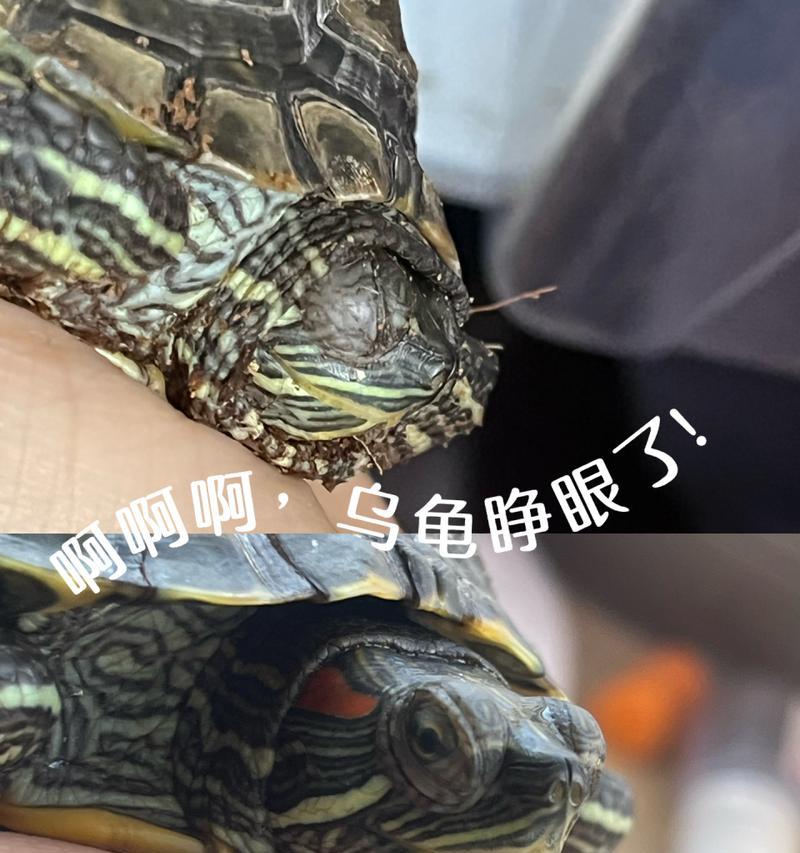 探秘巴西龟的神奇眼睛（揭开巴西龟眼睛背后的奥秘）