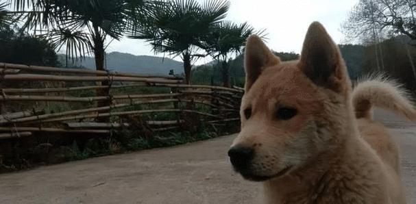 为什么狗老是生一只狗？（探究狗只生一只幼崽的原因及其影响）