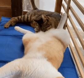 猫吃什么会晕？（揭秘猫咪不能吃的食物以及引发晕眩的原因）