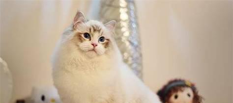 五周大的猫如何正确喂养？（掌握关键营养需求，让小猫健康成长）