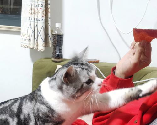 猫吃猪肉为何易生病？（探究猫咪消化系统中的关键因素）