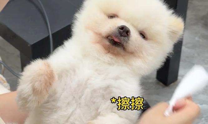 男孩适合养什么犬？（探索男孩与犬之间默契的奇妙世界）