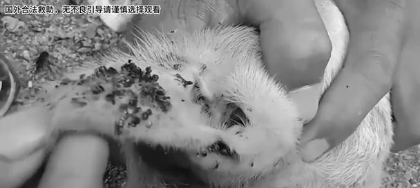 为什么狗狗会拉出虫子？（探究狗狗体内虫子滋生的原因及预防方法）