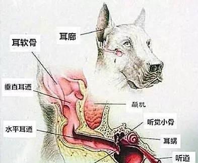 狗狗老挠耳朵的原因与解决方法（揭秘狗狗耳朵挠痒背后的原因，教你如何缓解狗狗的不适）