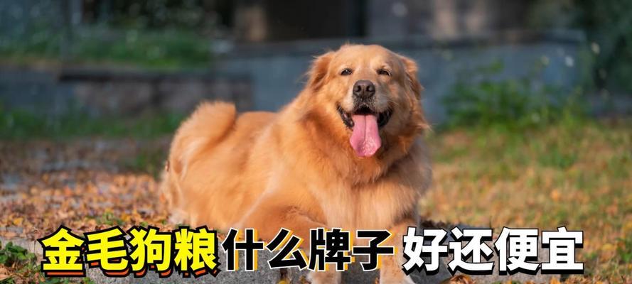 三个月大的金毛的饮食需求（宝贝金毛的健康成长与饮食关系密不可分）