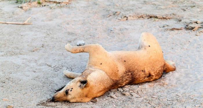 给狗注射什么死的快？（安乐死注射剂在兽医界的应用与争议）