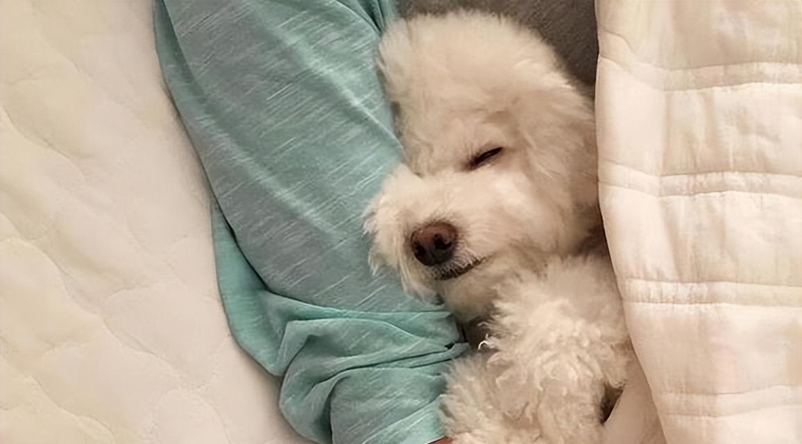 探秘狗为何脚板上如此柔软（揭开狗脚掌的奥秘，了解它们的特殊构造与功能）